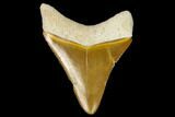 Serrated, Fossil Megalodon Tooth - Florida #122557-1